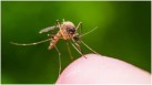 Cameroon becomes the first country to roll out new malaria vaccine(Unsplash)