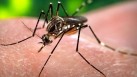 A Chikungunya virus is an arthropod-borne alphavirus which is transmitted by mosquitoes. One of its most prominent side effects is that it can cause severe pain and other joint issues in the body. (REPRESENTATIVE IMAGE)