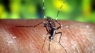 Dengue is coming to Europe
