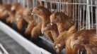 A study suggests that industrial chicken farms are ideal breeding grounds for antimicrobial resistant bacteria(China Foto Press/IMAGO)