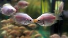 Fasting is more beneficial for younger killifish, researchers found.(HPIC/dpa/picture-alliance)
