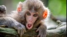 Kyasanur Forest Disease (KFD) commonly known as Monkey Fever is a viral haemorrhagic disease that was first identified in 1957 in the Kyasanur Forest in the Western Ghats of India. (Unsplash)