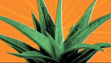 photo illustration of aloe vera plant on orange