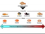 Infographic aggressive behavior of Amphiprion ocellaris
