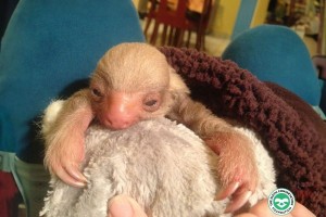 This albino sloth was named Goldie by the Sloth Conservation Foundation (Dr. Rebecca Cliffe/The Sloth Conservation Foundation)