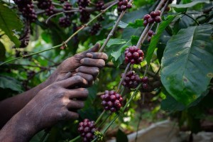 A worker picks coffee berries from a Robusta coffee (Coffea canephora) shrub in an estate on January 29, 2024 in Hanbal village, Hassan district, in the southern state of Karnataka, India. (Abhishek Chinnappa/Getty Images)