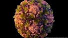 Despite progress, wild poliovirus persists in Afghanistan and Pakistan while vaccine-derived poliovirus spreads in Africa.(Sarah Poser, Meredith Boyter Newlove/CDC/AP/picture alliance)