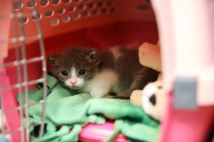 An unweaned kittens peeks from it's shelter inside the kitten nursery at the Best Friends Animal Society shelter on Thursday, April 27, 2017 in Mission Hills, CA. (Patrick T. Fallon for The Washington Post via Getty Images)