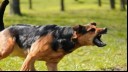 Dog snarling with hackles up