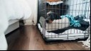 How to Crate Train a Puppy