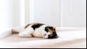 Cat laying on the carpet