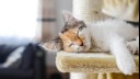 Kitten asleep on a cat tree