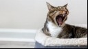 Cat yawning in bed 