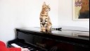 Bengal cat sitting on a piano.