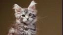 maine coon kitten sitting