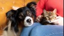 Bengal cat sitting on owner's lap with dog resting head on owner's knee