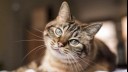 brown cat with long whiskers looking at the camera