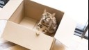 Bengal cat sitting in a cardboard box.