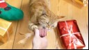 Ginger cat chewing toy in owners hand