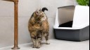 Cat looking away by litter box