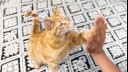 Cat giving owner a high five