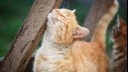 ginger cat rubbing against a piece of wood