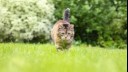 cat walking in grass