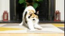 cat stretching in front of fire place