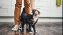 cat being petted between owner's legs