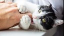 Black and white cat nibbling owner's finger.