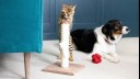 Cat standing on scratching post with dog in background.