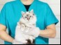 Cat being held by vet