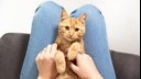 ginger cat sitting between owner's legs