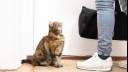 cat looking up at person leaving house