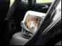 Cat in carrier in car