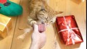 cat and christmas presents