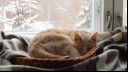 Cat curled up in a ball in a window 