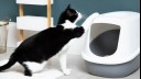 Black and white cat with a tray