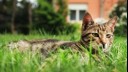 cat lying in the grass