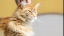 Ginger cat being scratched