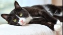 Black and white cat with green eyes staring