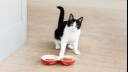 Black and white cat with bowls of cat food