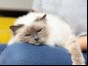 Cat dozing on owner's leg