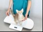 Cat on some scales