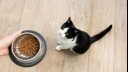 Cat with food in bowl