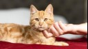 owner scratching a ginger kittens chin