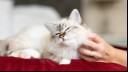 Probiotics for Cats: Why Are They So Important