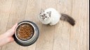 White cat waiting for its food