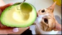 Cat looking at an avocado