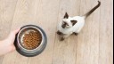 handing a cat a bowl of food